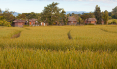 rice paddies on 2 day Pai tour